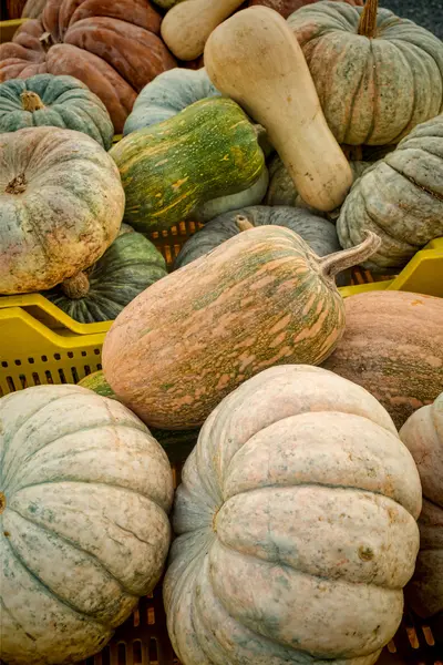 Pumkins of different shapes — Stock Photo, Image