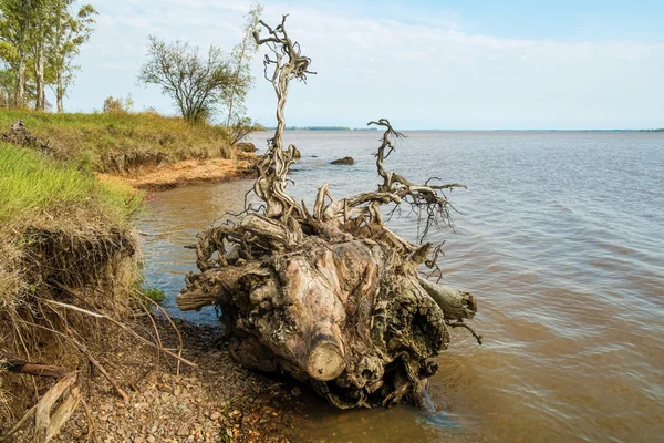Kıyısında sökülüp ağaç