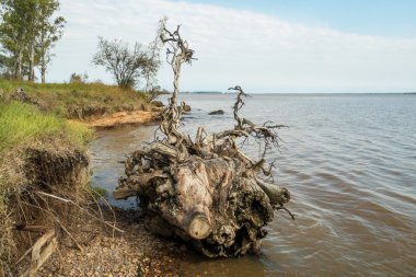 Kıyısında sökülüp ağaç