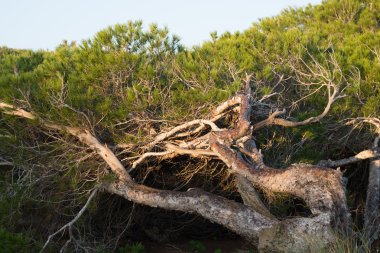 Rüzgârlı çam ağaçları