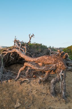 Rüzgârlı çam ağaçları
