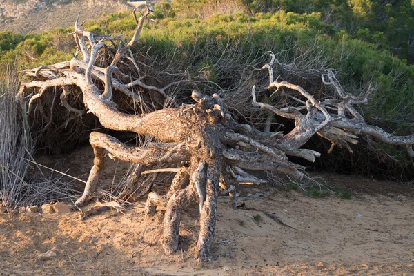 Rüzgârlı çam ağaçları — Stok fotoğraf