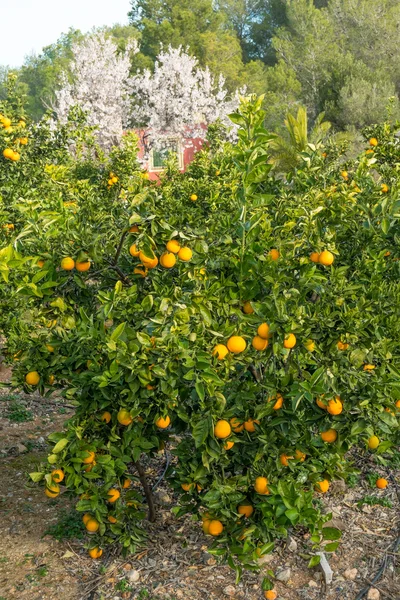 Orange trees and almond blossoms — Stock Photo, Image