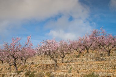 Badem ağaçları plantasyon