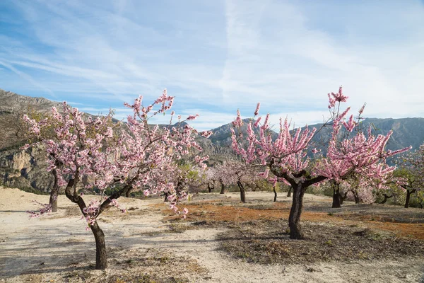 Almond trees plantation — Stock Photo, Image