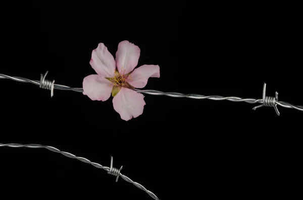 Flowers on barbed wire — Stock Photo, Image