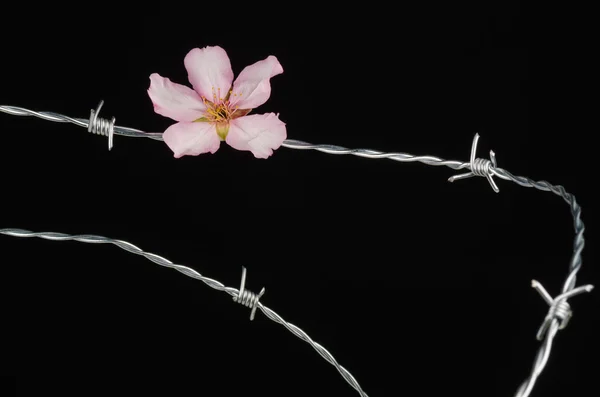 Flowers on barbed wire — Stock Photo, Image