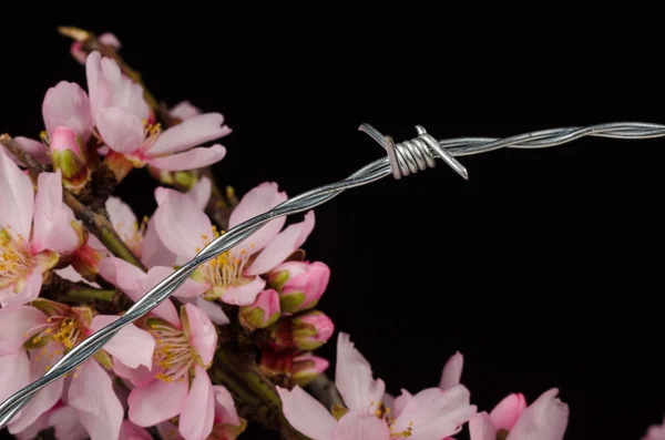 Flores em arame farpado — Fotografia de Stock