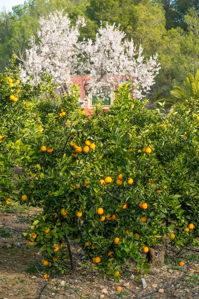 Orange trees and almond blossom