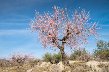 Badem ağaçları plantasyon