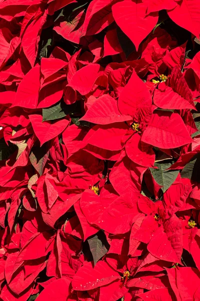 Flores de poinsettia rojo profundo — Foto de Stock