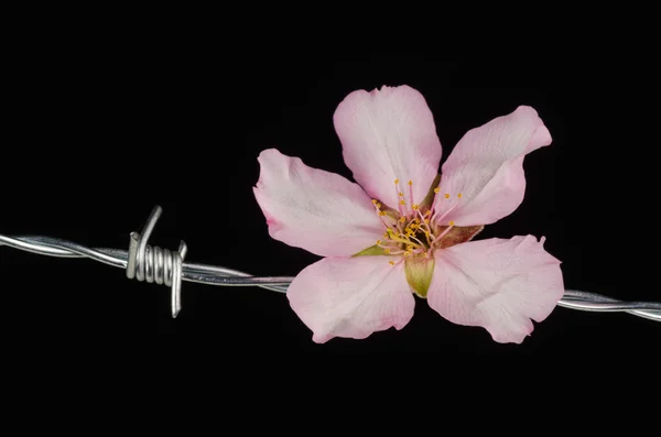 Flowers on barbed wire — Stock Photo, Image