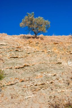 Dağda duran yalnız bir ağaç berrak mavi bir gökyüzünün ortasında.