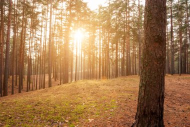 Sonbahar orman manzarası. Güneş ağaç gövdelerini delip geçer..