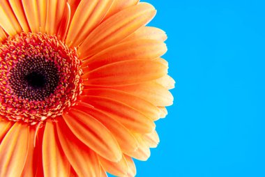 Gerbera 'nın mavi arka planda çiğ damlalarıyla Macro çekimi.