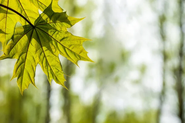 Genç bahar akçaağaç yaprakları bulanık doğal bir arka planda.