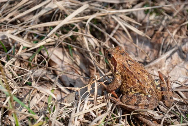Kurbağa, kuru çimenlerde oturuyor ve güneşin tadını çıkarıyor..