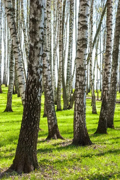 Der Park Ist Ein Birkenhain Frühlingslandschaft — Stockfoto