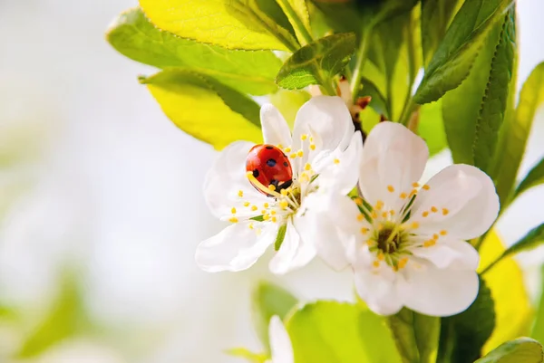 Flowering branches of cherries on a colored blurred background with a ladybug on a flower.