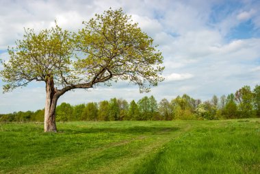 Mesafeli meşe koruluğu. Bahar manzarası