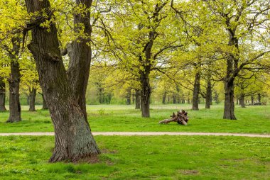 Meşe koruluğunun bahar manzarası. Yeşil çimenler ve taze broşürler..