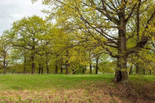 Meşe koruluğunun bahar manzarası. Yeşil çimenler ve taze broşürler..