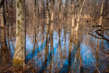 Bahar manzarası. Yapraksız ve bitkisiz ağaçlar. 