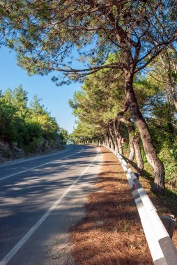 Dağ manzarası. Dağ yolu, arkadaki mavi gökyüzü ve çam ağaçlarına doğru gidiyor..