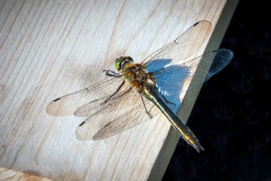 Güneşli bir günde tahta üzerinde oturan yusufçuk..