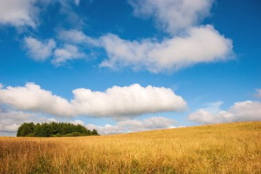 Bahar kırsal arazisi. Altın çimenler, mavi gökyüzü ve güzel bulutlar..