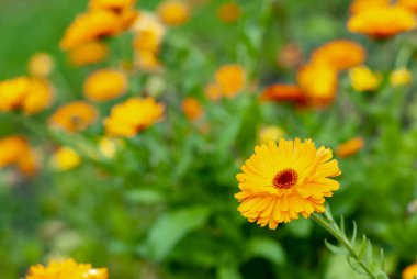 Çiçek Calendula 'dır. Yeşil doğal bir arka planda. Makro fotoğrafçılık