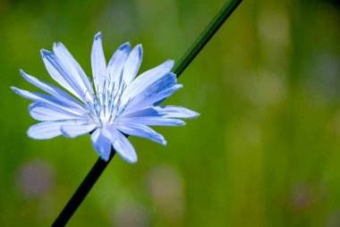 Ekinezya çiçeği. Yeşil doğal bir arka plana karşı. Makro fotoğrafçılık