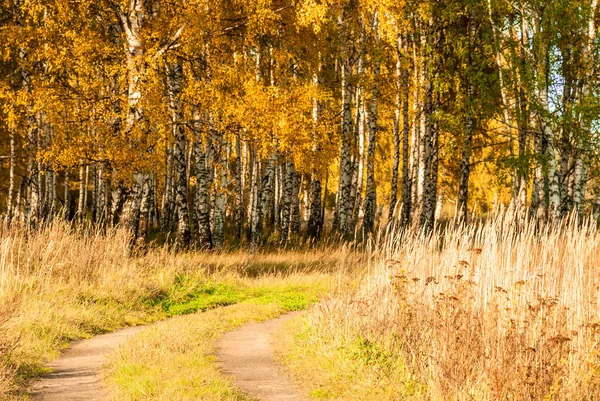 Herbstlandschaft Goldenes Laub Der Bäume Und Ein Feldweg Der Den — Stockfoto