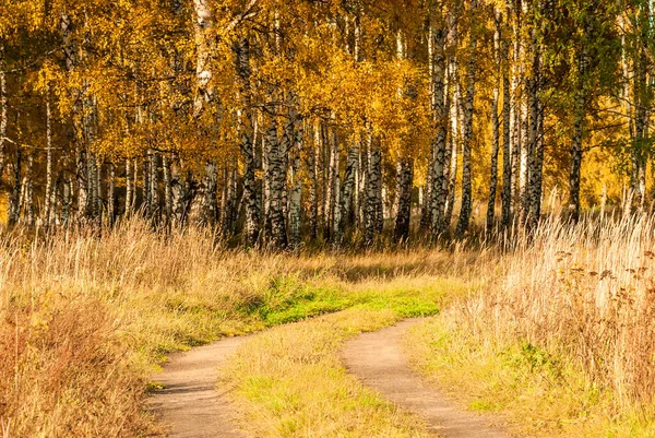 Herbstlandschaft Goldenes Laub Der Bäume Und Ein Feldweg Der Den — Stockfoto