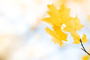 Sarı akçaağaç yaprakları sarı-mavi arka planda bulanık.