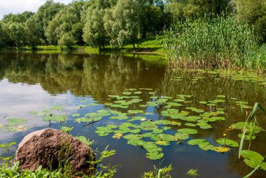Sürahili bir göl ve sudaki gökyüzünün yansıması. Bahar ağacı yaprakları ve yeşil çimenler.