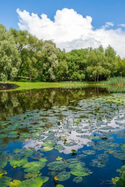 Sürahili bir göl ve sudaki gökyüzünün yansıması. Bahar ağacı yaprakları ve yeşil çimenler.