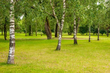 Şehir parkının bahar manzarası. Yeşil çimenler, ağaçlar ve yollar.
