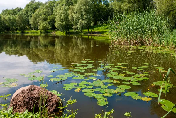 Sürahili bir göl ve sudaki gökyüzünün yansıması. Bahar ağacı yaprakları ve yeşil çimenler.