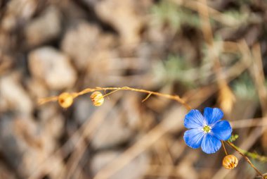 Avusturya keteni. Bulanık arka planda güzel bir yabani çiçek..