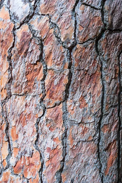 Natuurlijke Achtergrond Textuur Van Dennenschors Macroop — Stockfoto
