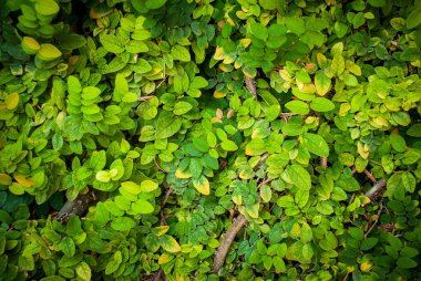 Ağaç dallarının ve yapraklarının doğal dokusu.