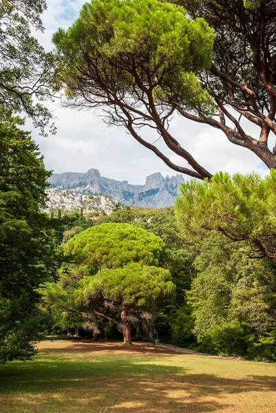 Yalta Botanik Bahçesi. Güneşli bir günde parkın güzel manzarası. Kırım Yarımadası