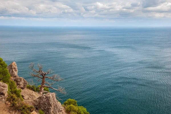 克里米亚盆景 Crimean Bonsai 在高山和黑海背景下的松木 克里米亚松木 — 图库照片