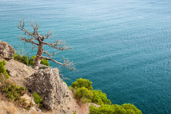 Крымский бонсай - сосна (крымская сосна) на фоне гор и Черного моря