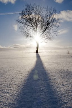 Soğuk bir akşamda kış manzarası. Güneşin arka planında, karla kaplı bir tarlada yapayalnız bir ağaç bulutlu mavi bir gökyüzünün arka planına karşı.. 