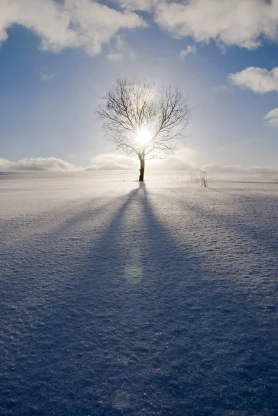 寒冷的夜晚 冬季的风景 孤独的树 在白雪覆盖的田野里 在阳光的映衬下 在蓝天的映衬下 乌云密布 — 图库照片