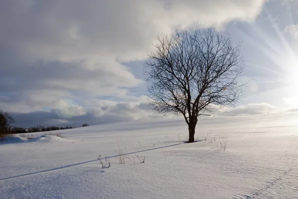 Paysage Hivernal Par Une Soirée Glacée Arbre Solitaire Sur Champ — Photo