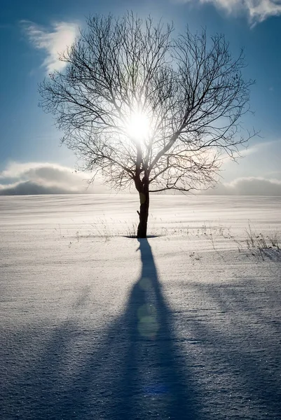 Paysage Hivernal Par Une Soirée Glacée Arbre Solitaire Sur Champ — Photo