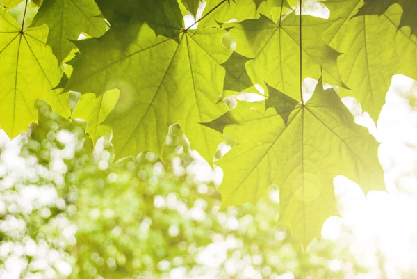 Zelené Mladé Listy Světle Slunce Rozmazaném Pozadí — Stock fotografie